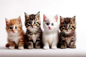 Four kittens are sitting in a row photo