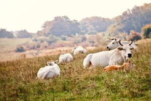 Cows lying on grass at the meadow. photo