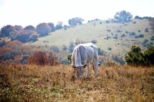 Cow in the pasture. photo