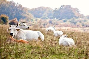 View of cows lying on grass at the meadow. photo