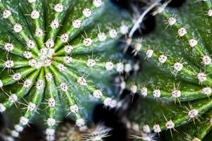 Cactus macro image, selective focus. photo