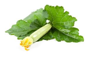 fresh zucchini with green leaves photo