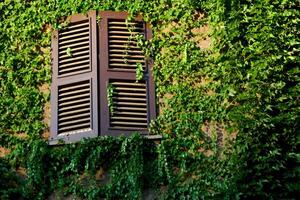 window and wall covered with green ivy photo