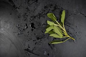 Fresh green sage branch and water on black background. photo