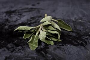Fresh green sage branch. photo