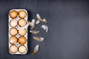 Farm chicken eggs in cardboard container and feathers on black background. photo