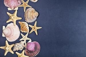 Top view of shells and starfish group on black background. photo
