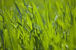 Spring field of green grass photo