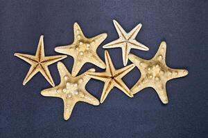 Top view of six starfish. photo