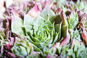Arrangement of the succulents with water drops overhead. photo