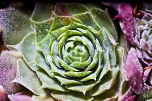 Arrangement of the succulents with water drops overhead. photo