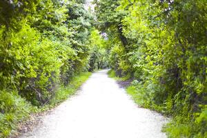 Walkway lane path with green trees in summer forest. photo