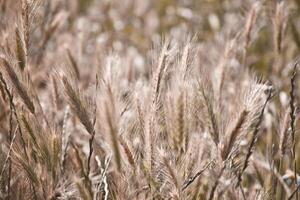 Golden ripe ears of wheat in field, soft focus. photo