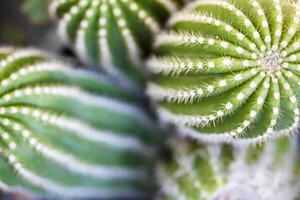 Cactus macro image, selective focus. photo