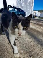 A Grey Tuxedo Cat's Alluring Gaze photo