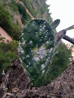 A single prickly pear pad rises from its dead source. White spots on the skin photo