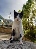 Curious Cat Enjoys a Breezy Perch photo