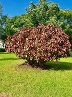 Flamengueira evergreen shrub copperleaf and colorful photo