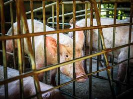 Pig in stable, Pig Breeding farm in swine business in tidy and indoor,dirty pig breed in cage photo