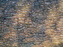 abstract Sunlight shadows tree branch patterns on tamarind tree bark background pattern or Tamarind tree skin texture photo