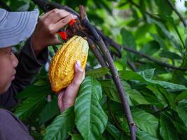 Close-up hands of a cocoa farmer use pruning shears to cut the cocoa pods or fruit ripe yellow cacao from the cacao tree. Harvest the agricultural cocoa business produces. photo