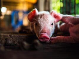 Cute newborn A week-old piglet in the pig farm with other piglets, Close-up photo