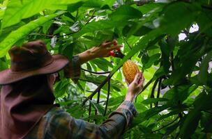 Cocoa farmer use pruning shears to cut the cocoa pods or fruit ripe yellow cacao from the cacao tree. Harvest the agricultural cocoa business produces. photo