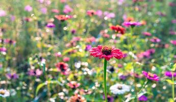 Beautiful purple gerbera flowers at cosmos field in moring sunlight. amazing of gerbera flower field landscape. nature gerbera flower background. photo
