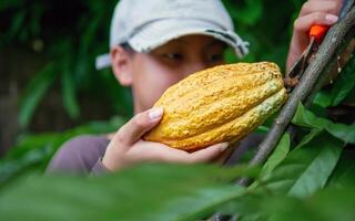 Close-up hands of a cocoa farmer use pruning shears to cut the cocoa pods or fruit ripe yellow cacao from the cacao tree. Harvest the agricultural cocoa business produces. photo