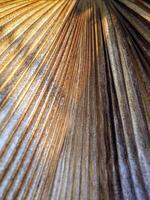 abstract dry leaf straight line pattern and Sunlight on brown leaf surface. close-up photo