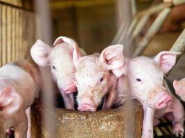 Many piglet cute newborn in the pig farm with other piglets, Close-up of masses piglets in pig farm photo