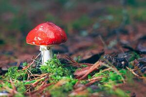 Amanita Muscaria, Known as the Fly Agaric or Fly Amanita. Healing and Medicinal Mushroom with Red Cap Growing in Forest. Can Be Used for Micro Dosing, Spiritual Practices and Shaman Rituals photo