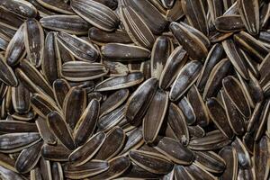 Non Salty Roasted Sunflower Seeds in Shell. A Culinary Canvas of Sunflower Kernels, Creating a Lively and Textured Background for Gourmet Cooking. Scattered Sun Flower Seeds - Top View, Flat Lay photo