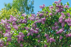 Lilac Bush Blooms in Spring at Daytime. Violet Spring Flowers with Soft Aroma. Spring and Summer Gardening. Lilac Blossom. Purple Lilac Bush photo