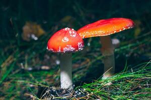 Two Amanita Muscaria, Known as the Fly Agaric or Fly Amanita. Healing and Medicinal Mushroom with Red Cap Growing in Forest. Can Be Used for Micro Dosing, Spiritual Practices and Shaman Rituals photo