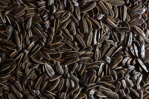 Non Salty Roasted Sunflower Seeds in Shell. A Culinary Canvas of Sunflower Kernels, Creating a Lively and Textured Background for Gourmet Cooking. Scattered Sun Flower Seeds - Top View, Flat Lay photo