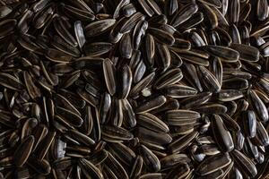Non Salty Roasted Sunflower Seeds in Shell. A Culinary Canvas of Sunflower Kernels, Creating a Lively and Textured Background for Gourmet Cooking. Scattered Sun Flower Seeds - Top View, Flat Lay photo