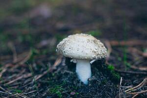 Amanita Pantherina, Known as the Panther Cap, False Blusher and Panther Amanita. Healing and Medicinal Mushroom Growing in Forest. Can Be Used for Micro Dosing, Spiritual Practices and Shaman Rituals photo
