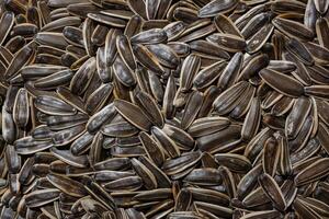 Non Salty Roasted Sunflower Seeds in Shell. A Culinary Canvas of Sunflower Kernels, Creating a Lively and Textured Background for Gourmet Cooking. Scattered Sun Flower Seeds - Top View, Flat Lay photo