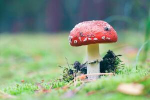 Amanita Muscaria, Known as the Fly Agaric or Fly Amanita. Healing and Medicinal Mushroom with Red Cap Growing in Forest. Can Be Used for Micro Dosing, Spiritual Practices and Shaman Rituals photo