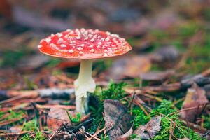 Mature Amanita Muscaria, Known as the Fly Agaric or Fly Amanita. Healing and Medicinal Mushroom with Red Cap Growing in Forest. Can Be Used for Micro Dosing, Spiritual Practices and Shaman Rituals photo