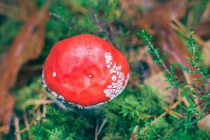 Amanita Muscaria, Known as the Fly Agaric or Fly Amanita. Healing and Medicinal Mushroom with Red Cap Growing in Forest. Can Be Used for Micro Dosing, Spiritual Practices and Shaman Rituals photo