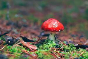 Amanita Muscaria, Known as the Fly Agaric or Fly Amanita. Healing and Medicinal Mushroom with Red Cap Growing in Forest. Can Be Used for Micro Dosing, Spiritual Practices and Shaman Rituals photo