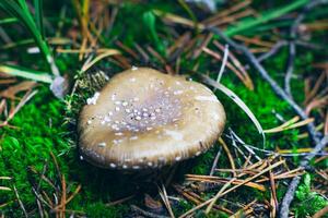 Amanita Pantherina, Known as the Panther Cap, False Blusher and Panther Amanita. Healing and Medicinal Mushroom Growing in Forest. Can Be Used for Micro Dosing, Spiritual Practices and Shaman Rituals photo