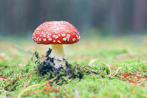 Amanita Muscaria, Known as the Fly Agaric or Fly Amanita. Healing and Medicinal Mushroom with Red Cap Growing in Forest. Can Be Used for Micro Dosing, Spiritual Practices and Shaman Rituals photo