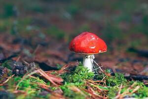 Amanita Muscaria, Known as the Fly Agaric or Fly Amanita. Healing and Medicinal Mushroom with Red Cap Growing in Forest. Can Be Used for Micro Dosing, Spiritual Practices and Shaman Rituals photo