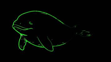 Neon frame effect, Dugong dugong with a round body and a gentle smile on black background video
