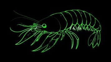 Neon frame effect, Shrimp shrimp with a curvy body and a happy face on black background video