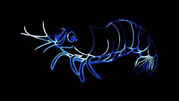 Neon frame effect, Shrimp shrimp with a curvy body and a happy face on black background video