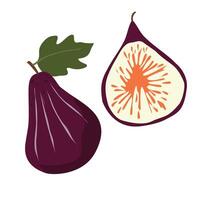 Elegant fig illustration showcasing rich textures in a minimalist style. vector